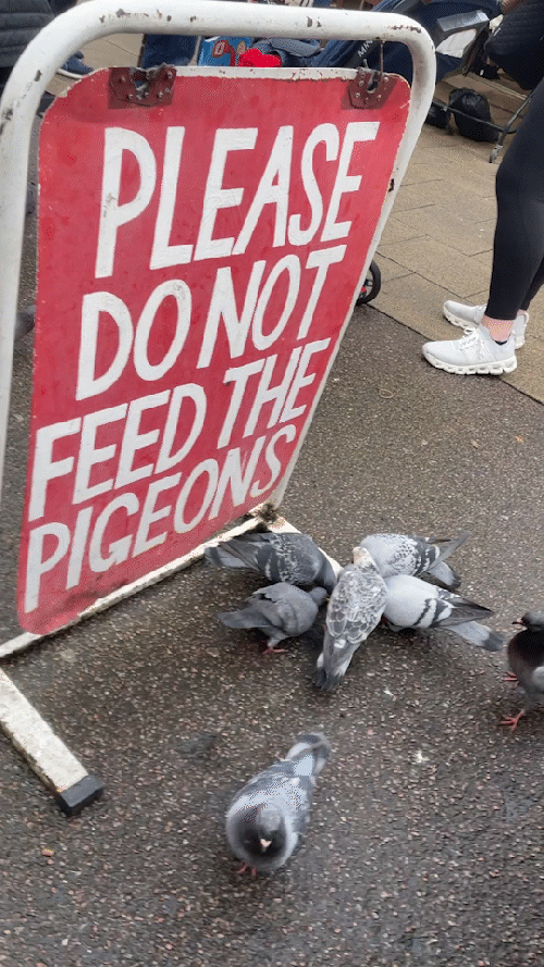 A looped gif of a signed saying Do Not Feed the Pigeons, with pigoens fighting for food under it.